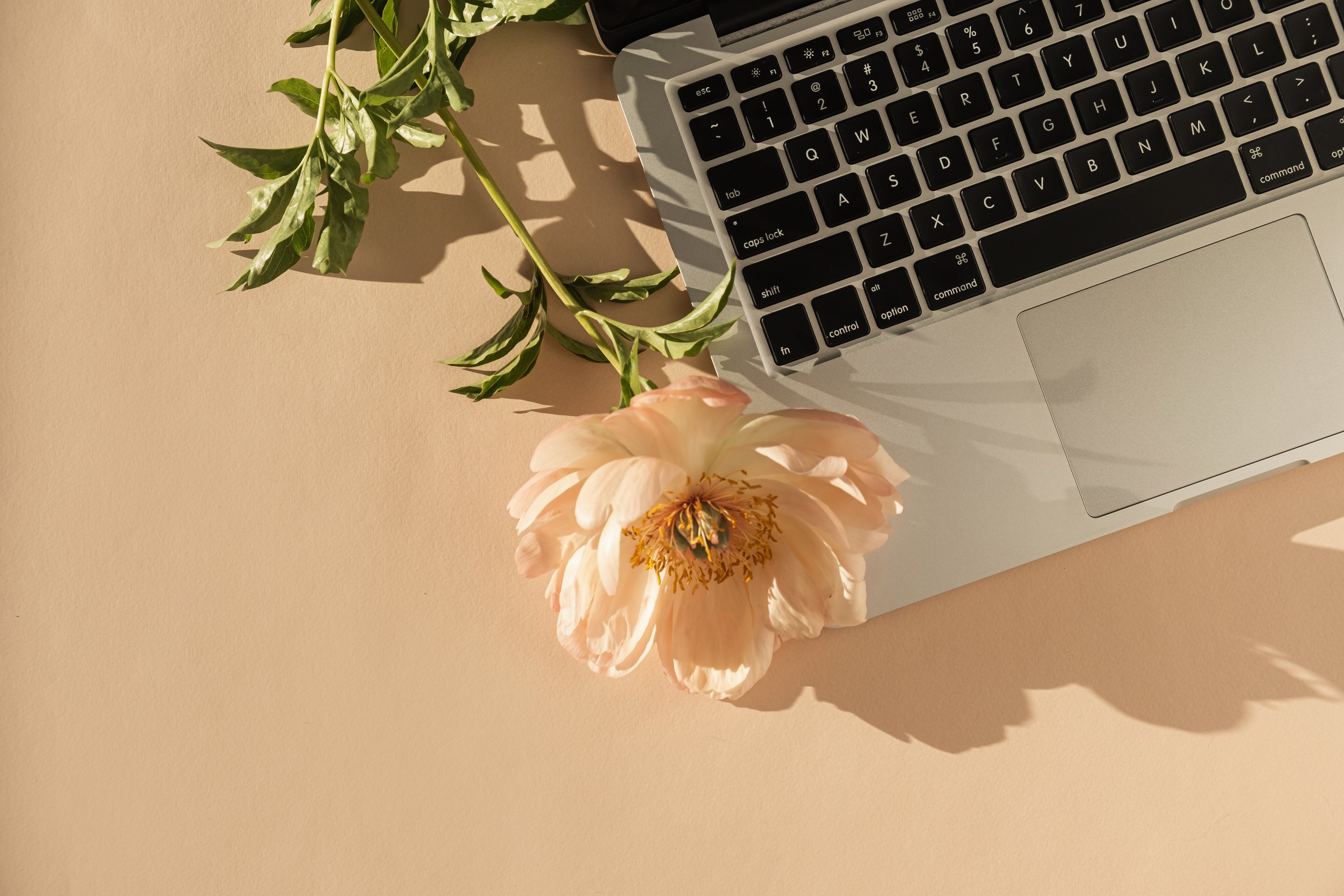 Peony Flower and Laptop 